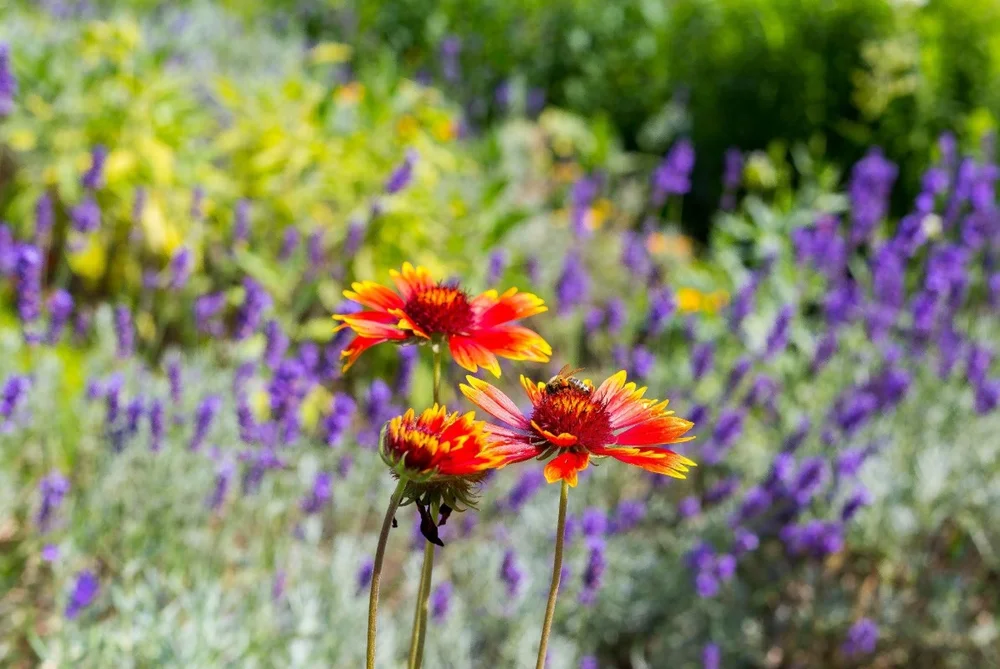 Фотография цветов